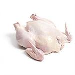 Poultry