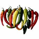 Hot & Spicy